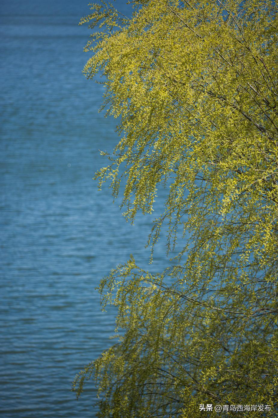 现实版小森林，这些藏在西海岸周边的乡野太治愈