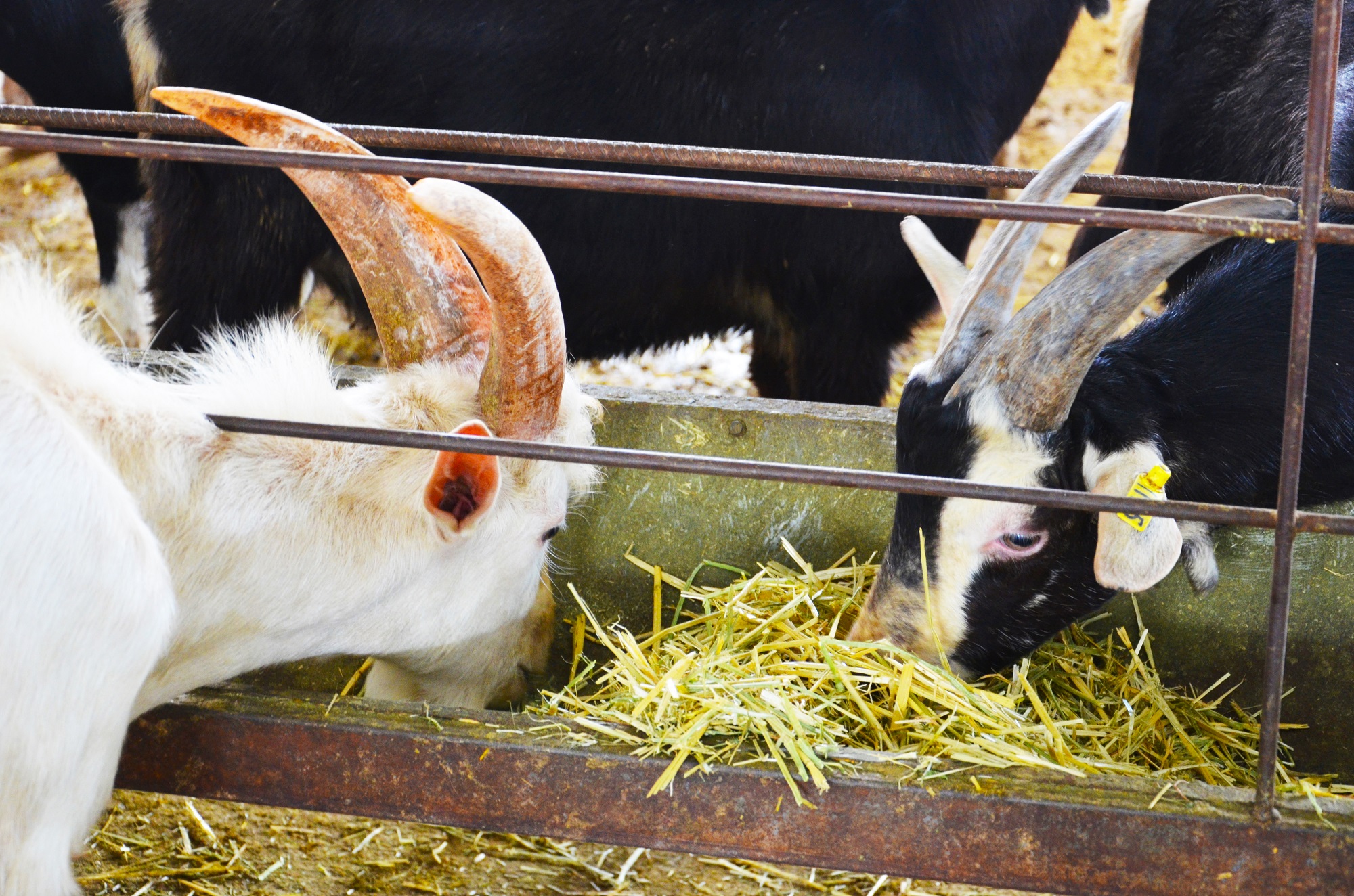 陕西雅泰有机羊奶粉多少钱,雅泰乳业的羊奶粉