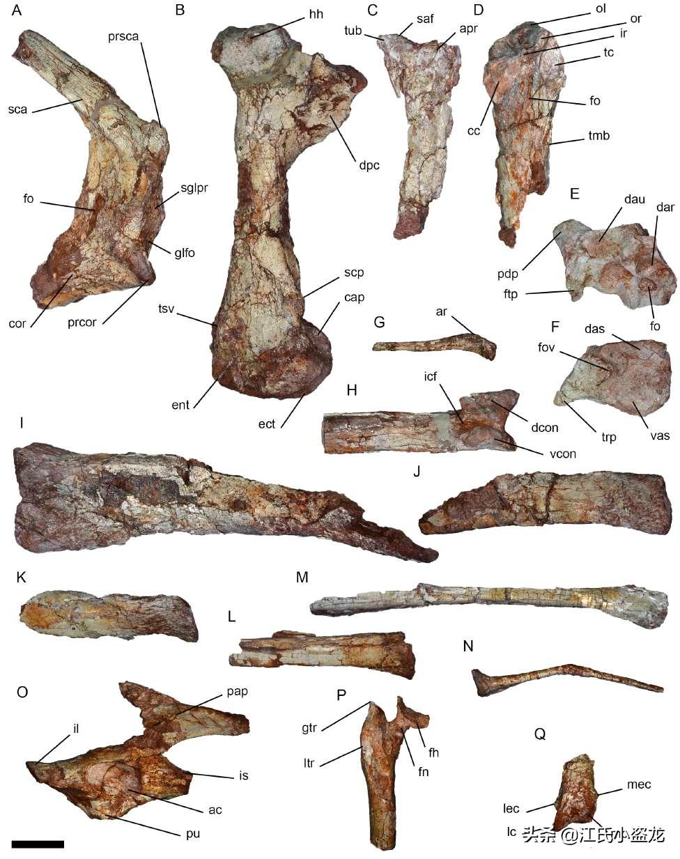 死神翼龙图片,死神翼龙真的存在吗