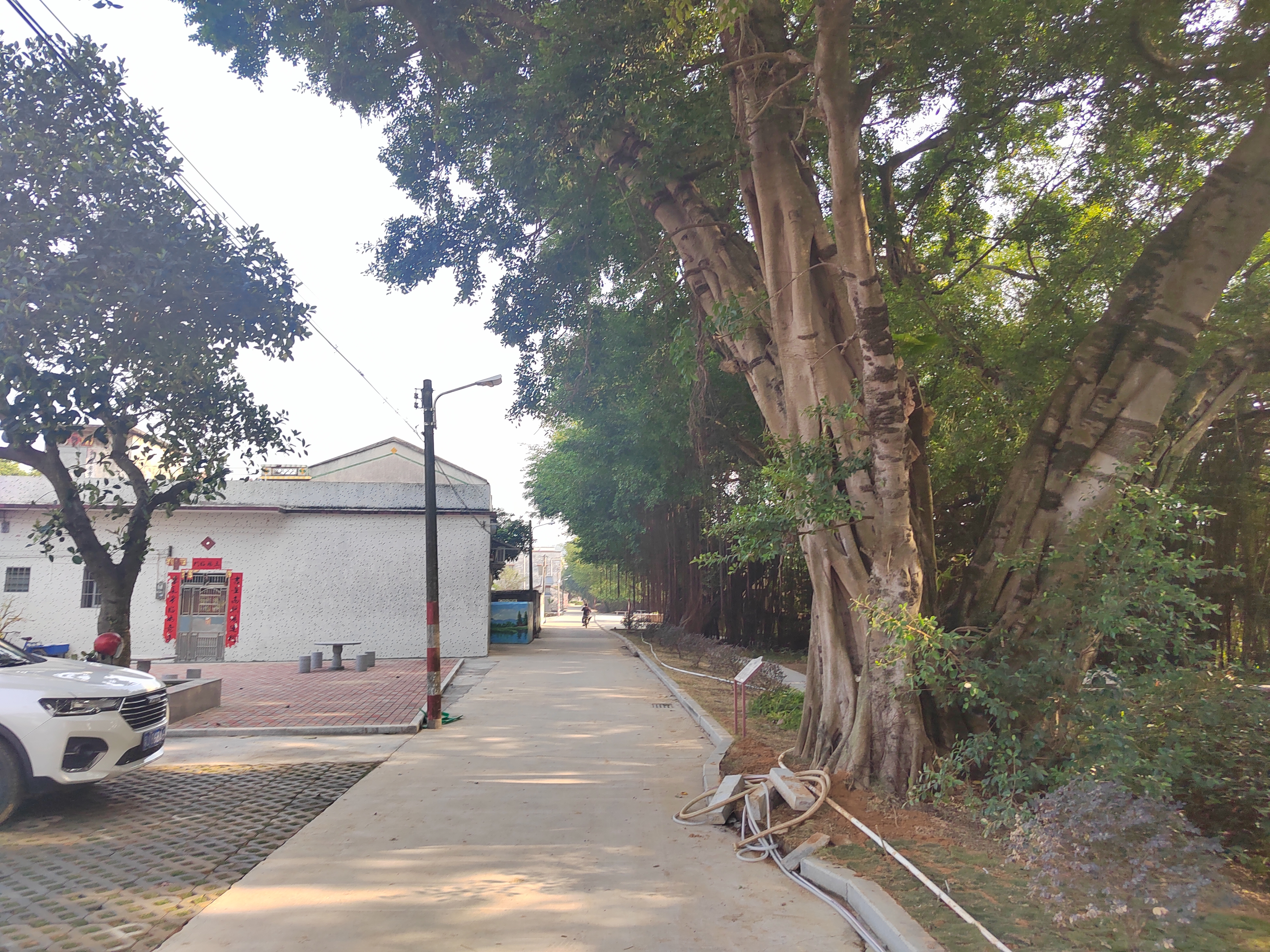 江门新会旅游景点小鸟的天堂,新会小鸟天堂历史记录