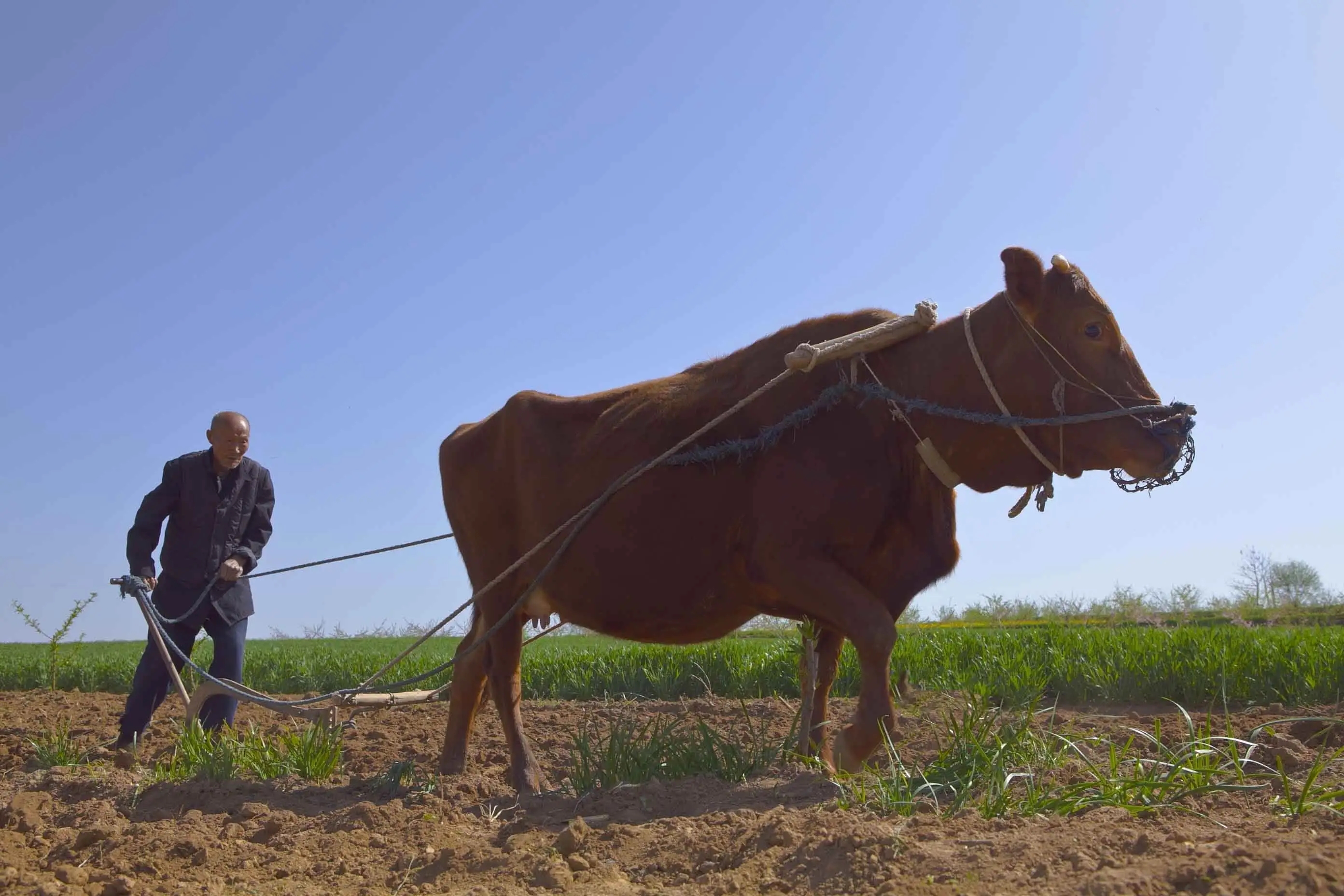 父亲的苦作文600字,父亲写的散文诗感悟