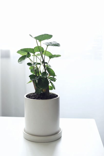 客厅外种树讲究风水吗,家里客厅窗户外适合种树吗