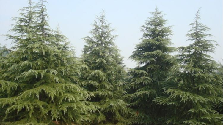 二年级下册语文彩色的梦仿写绘画,二年级语文第三单元彩色的梦