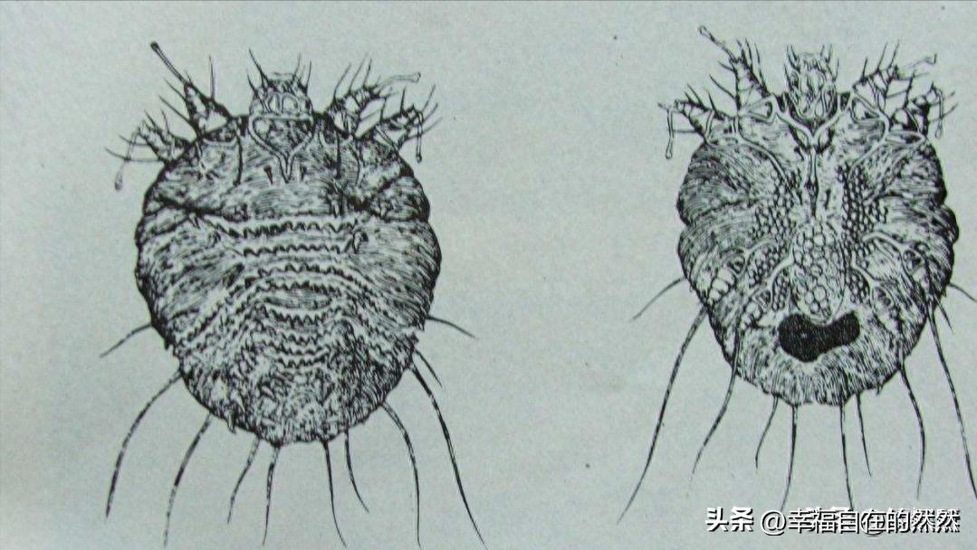 羽绒被太阳晒能杀菌吗,羽绒被洗后晒干有黄渍