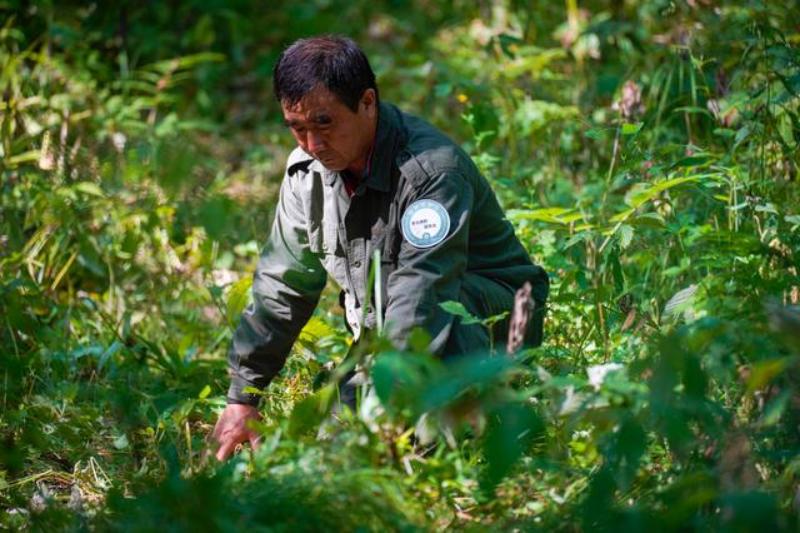 国际生物多样性日,看悦刻如何助力“东北虎豹回东北”
