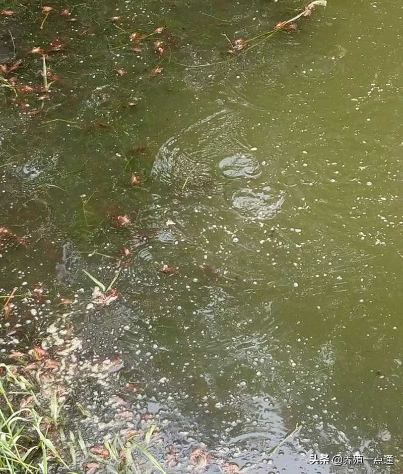 鱼虾池塘水质检测,鱼虾氨氮怎么检测