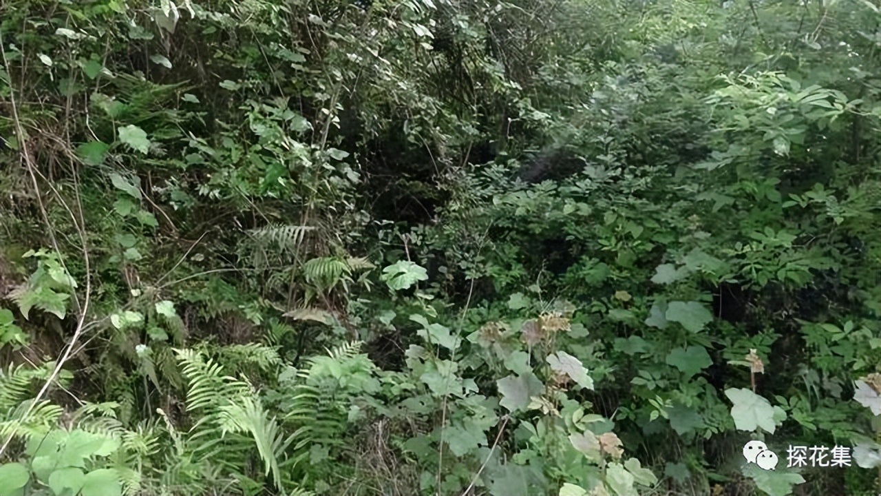 刘春声︱城固何赖官砖坚