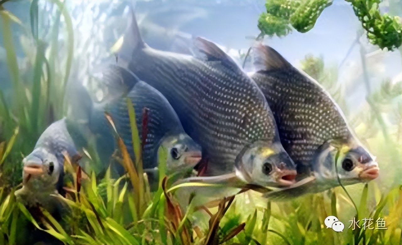 鱼的内部器官构造,鱼类的器官特征