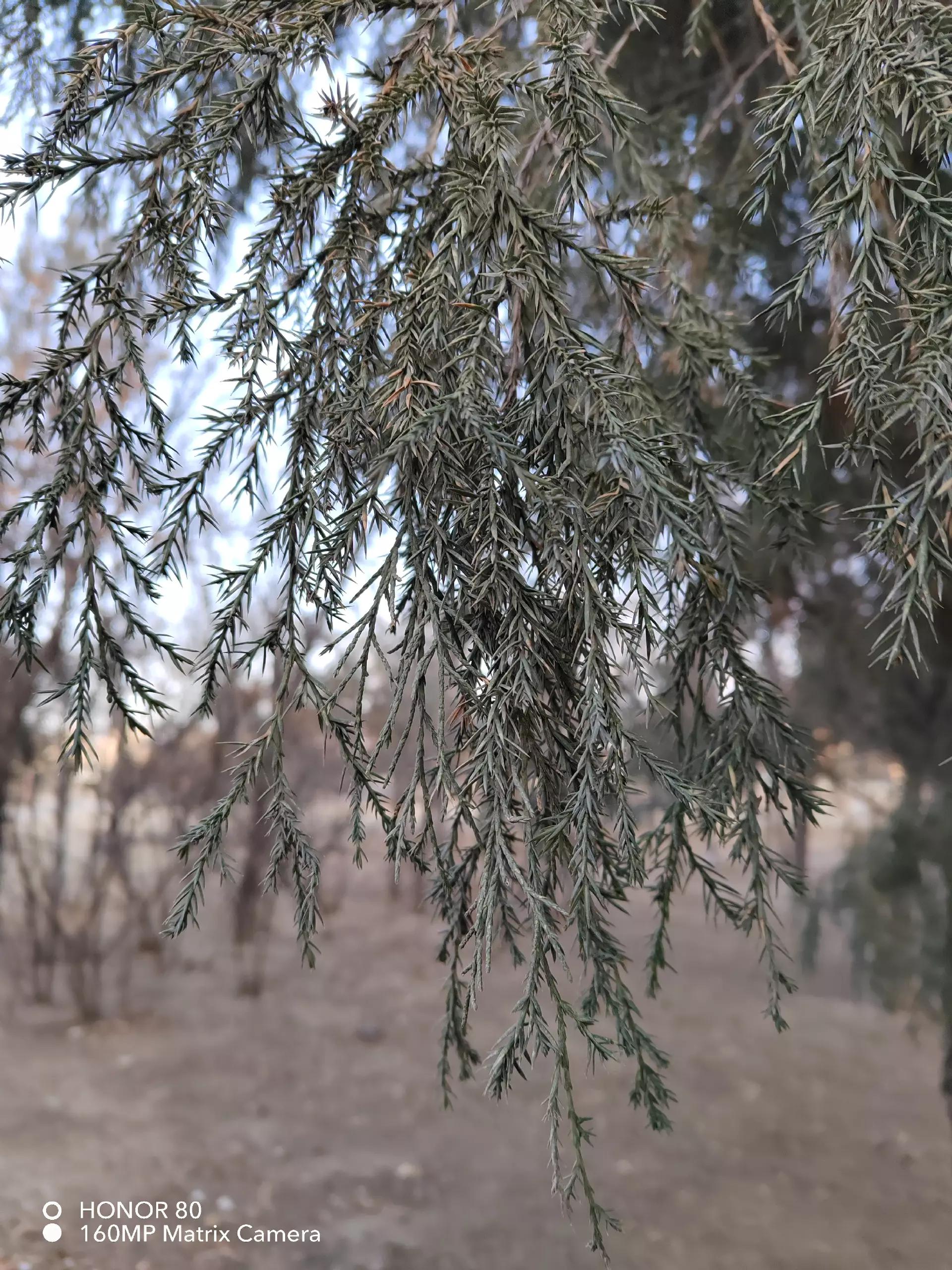 仅搭载了骁龙782，聊聊凭啥荣耀80能在一众旗舰机里杀出圈