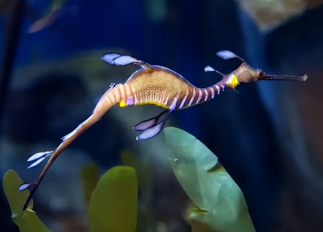 澳大利亚海滩上出现奇怪生物,2016年暴风雨后海滩上的神奇生物