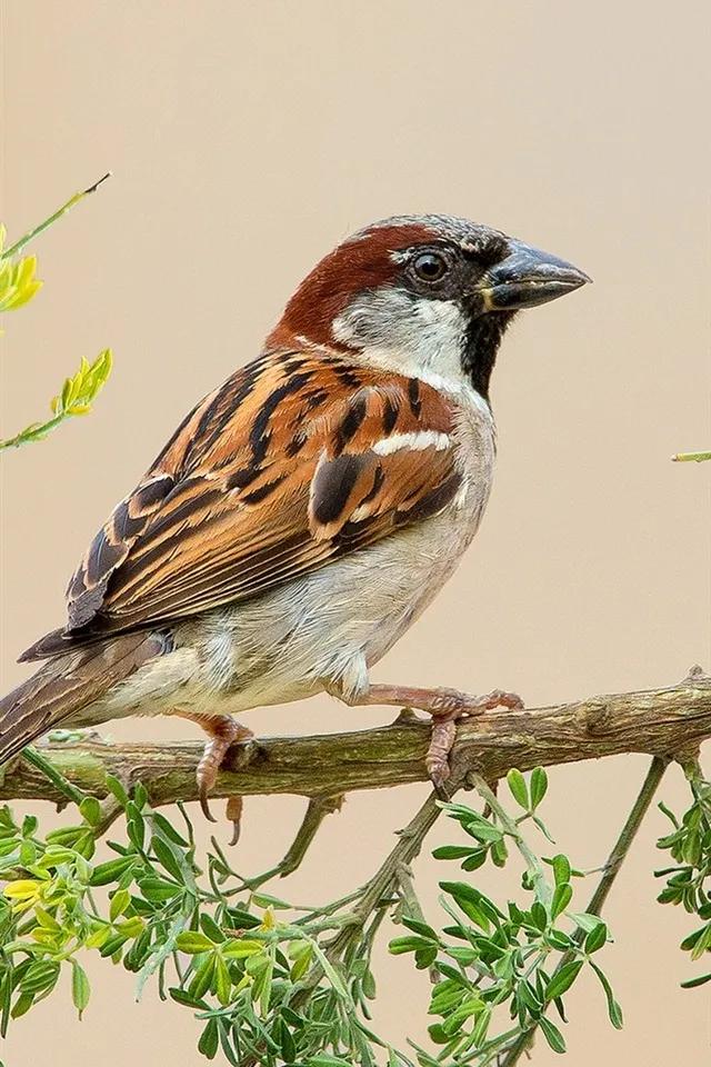 美丽的乐园歌曲,美丽的乐园完整视频