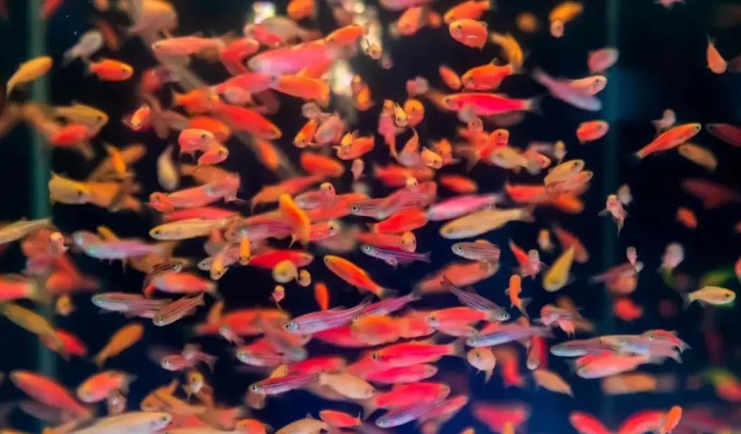 金鱼在国外泛滥成灾,中国金鱼在国外