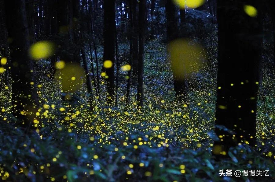 描写萤火虫的著名诗句,萤火虫诗句大全