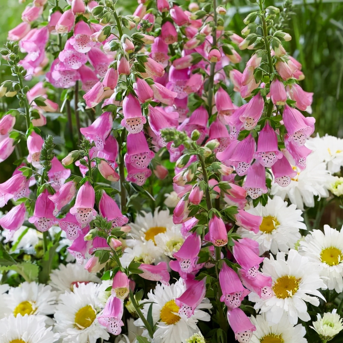 冬天在室内不怕冻的有哪些植物,冬季适合室内不怕冻的植物