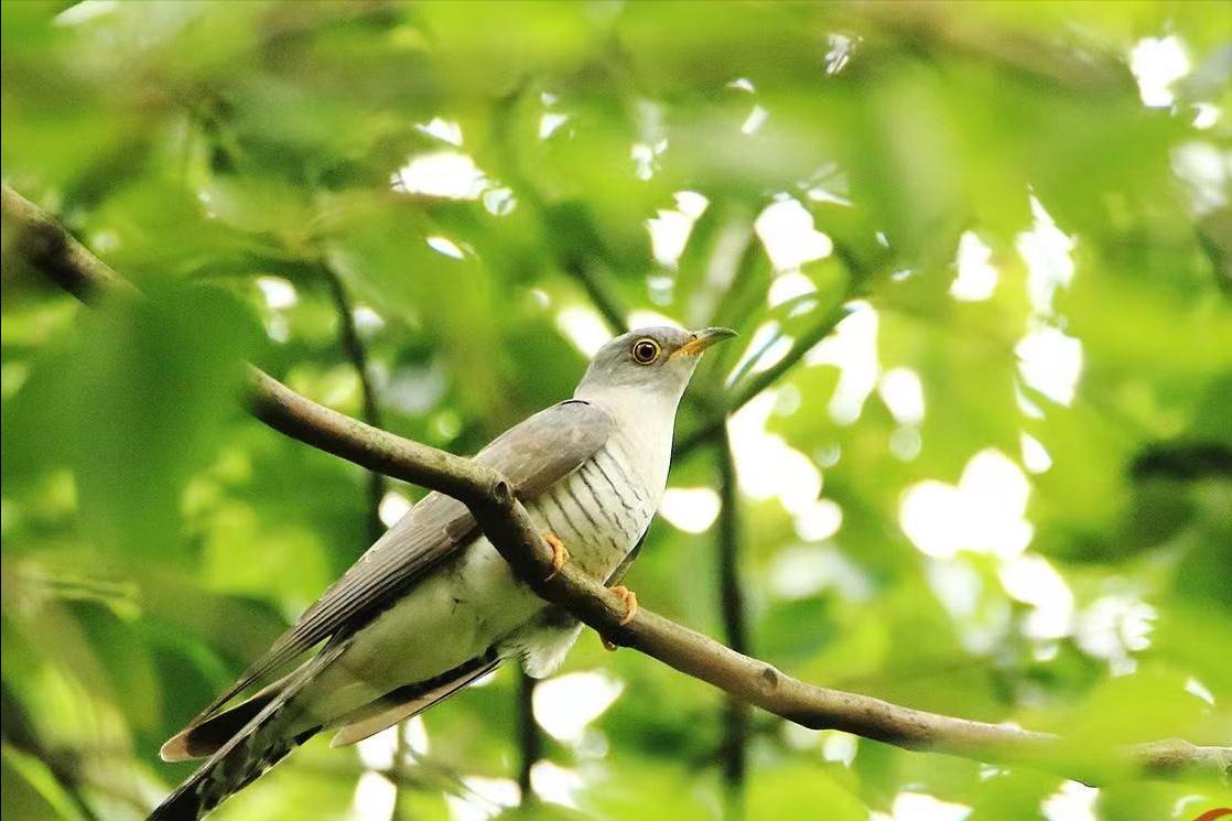 布谷鸟鸠占鹊巢完整视频,布谷鸟鸠占鹊巢完整版