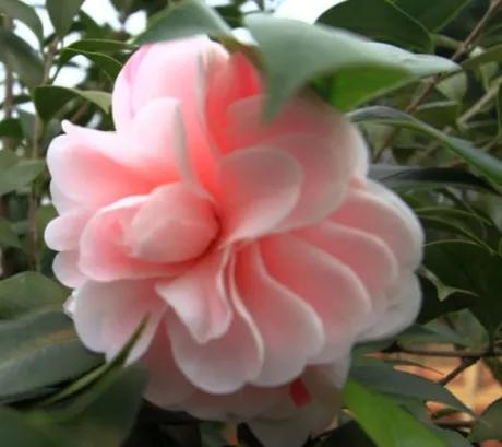 大海伦茶花是复色吗,大海伦山茶花品种介绍