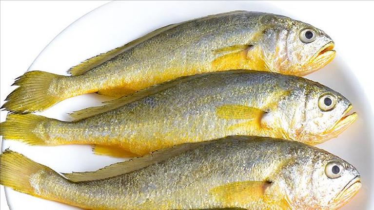 七种不一样的鱼图片,各种鱼的区别方法图解