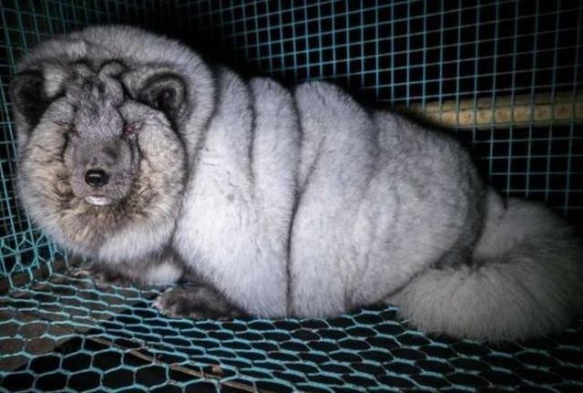 为了获取华丽的皮草，有的北极狐甚至被撑到压断四肢