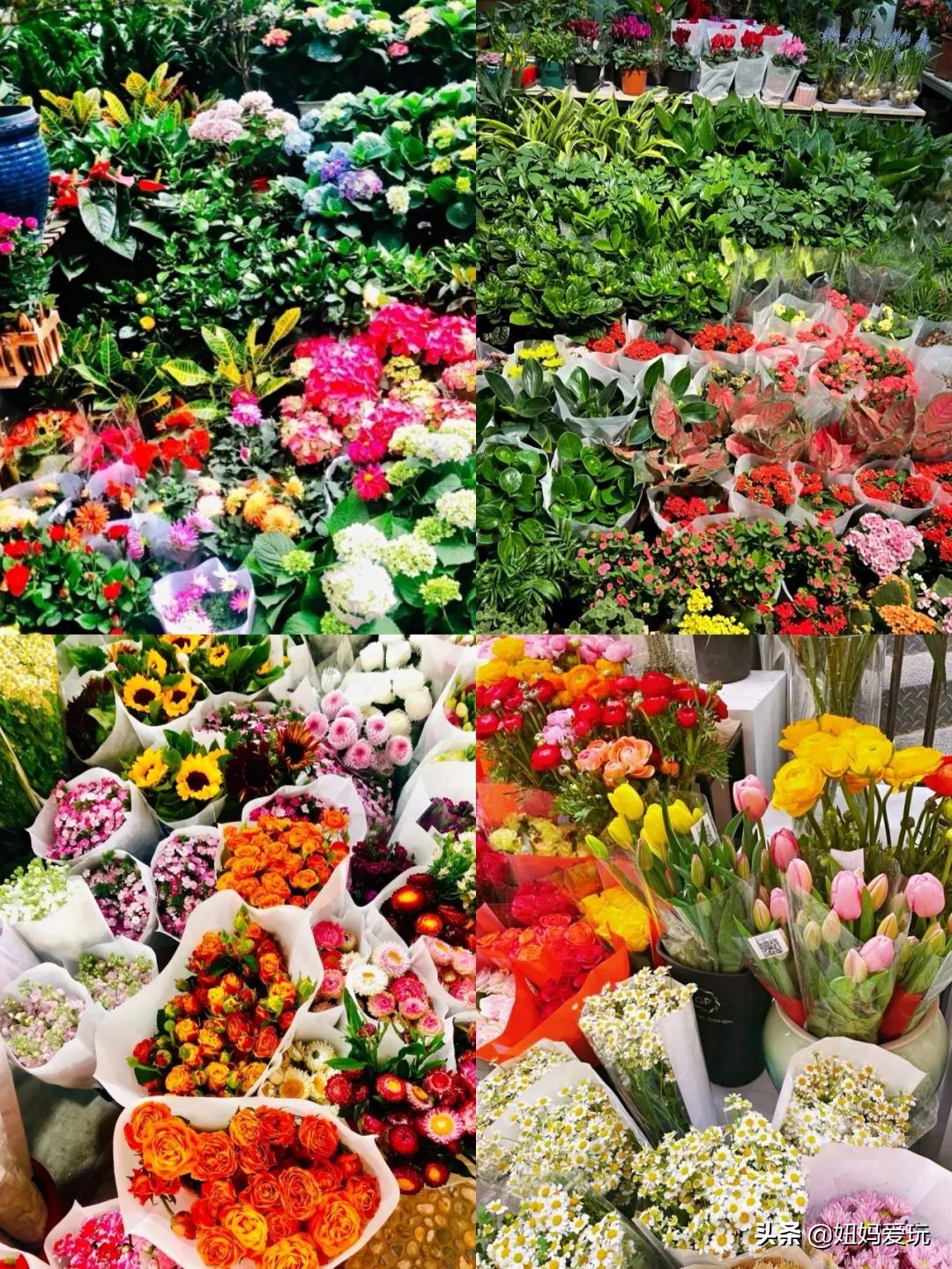 济南市市中区花鸟鱼虫市场在哪里,济南凤凰山花鸟鱼虫市场