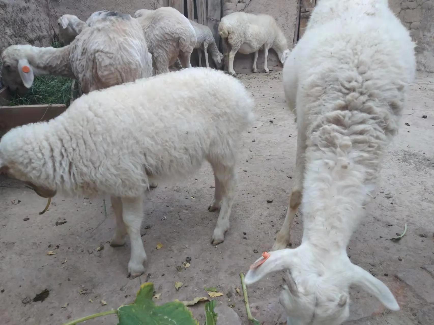 羊价已经开始上涨？道听途说纯属忽悠，看看羊羔的价格就知道