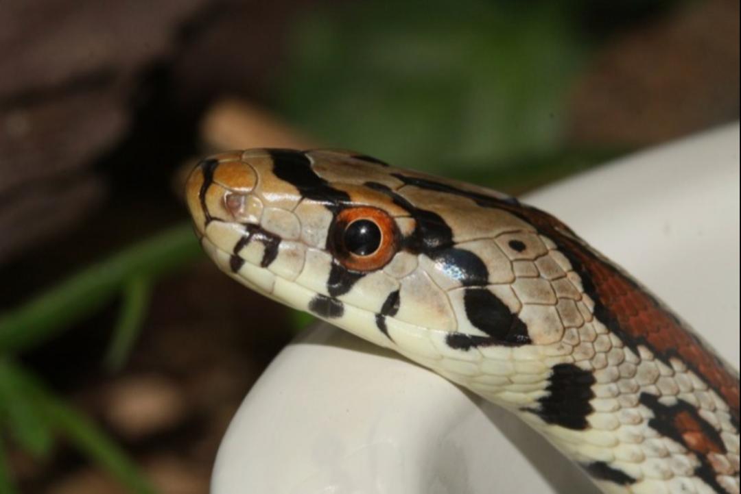 「原来欧洲有这么多种蛇？！」偷师卡塞尔的豢龙大师·下