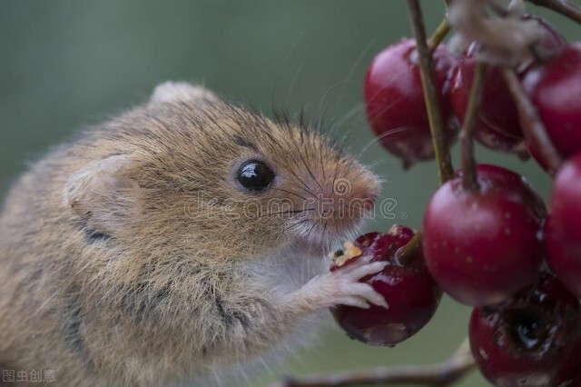 关于鼠的文化名人及文化作品,鼠文化目录