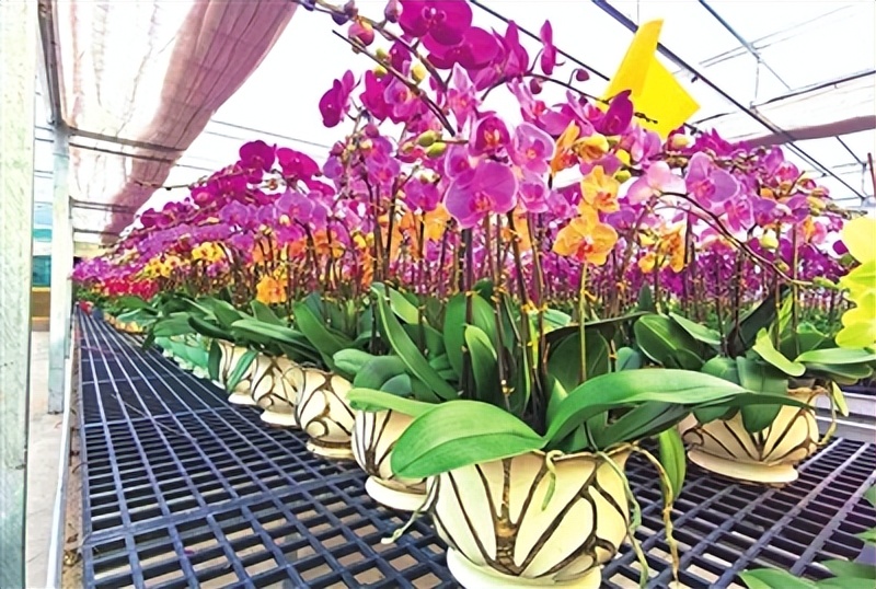 蝴蝶兰山东种植基地,蝴蝶兰青岛基地