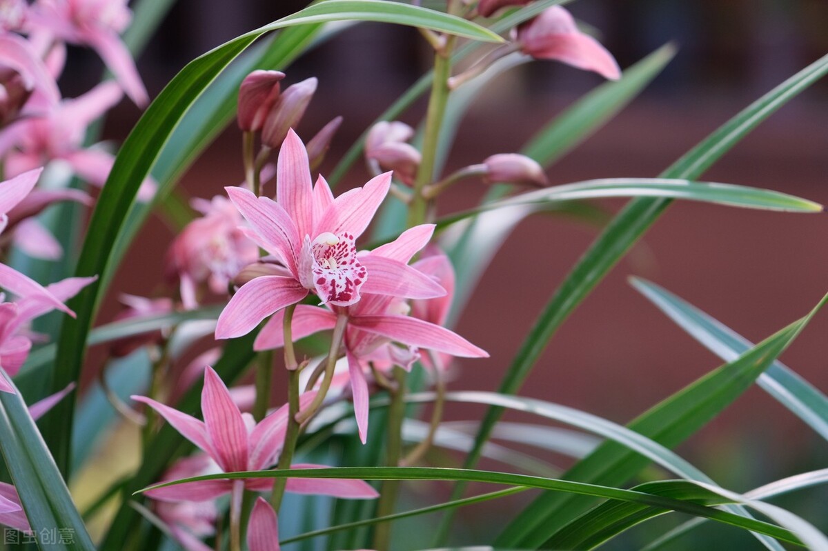 中国十大名兰哪种最好看又好养,名兰都是哪些品种