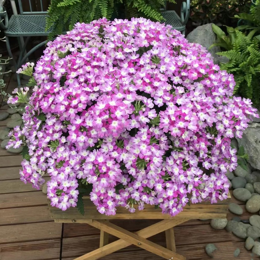 3种花最适合夏天养,4种花最适合冬天养开花漂亮