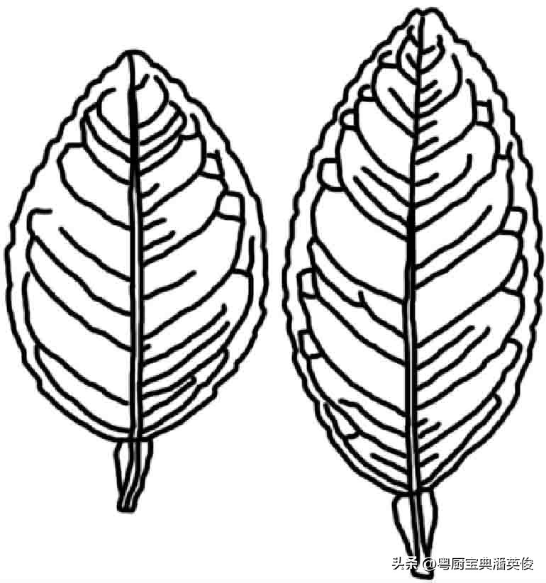 香料知识：柠檬实际是来自中国柑橘属基因，因航海而被欧洲人重视