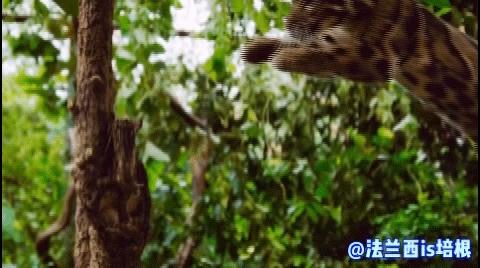 世界上最厉害的猫科动物豹猫,豹猫我国最可怜的野生猫科动物