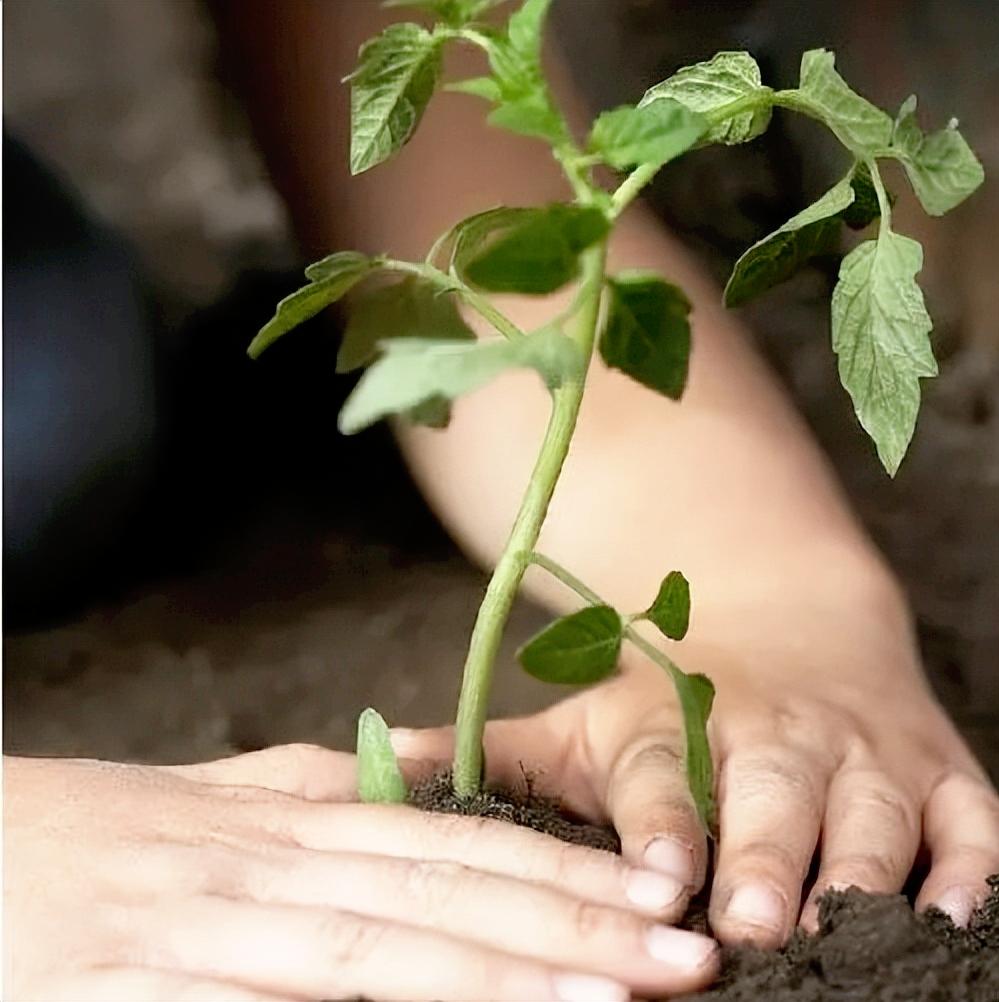 菜苗移栽后，叶片萎蔫缓苗慢？别急，分享5个小窍门，好学更好用