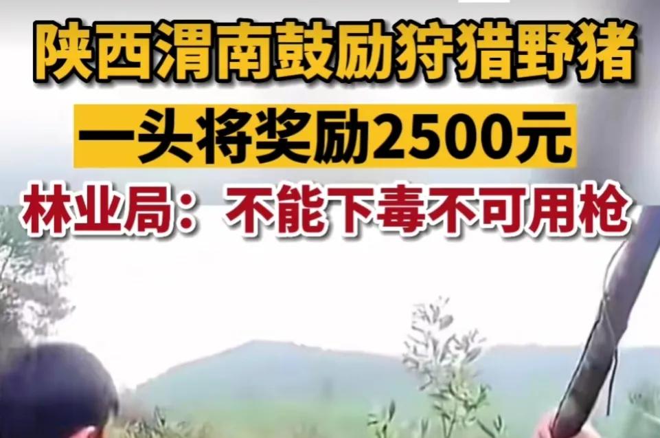 陕西渭南悬赏抓野猪，不让投毒，不许用枪？抓野猪有多危险？
