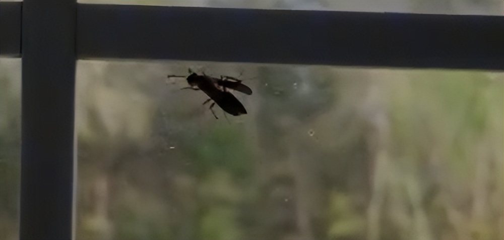 老外用虫子接吻器狂亲蚯蚓，连苍蝇路过都要被嘬两口