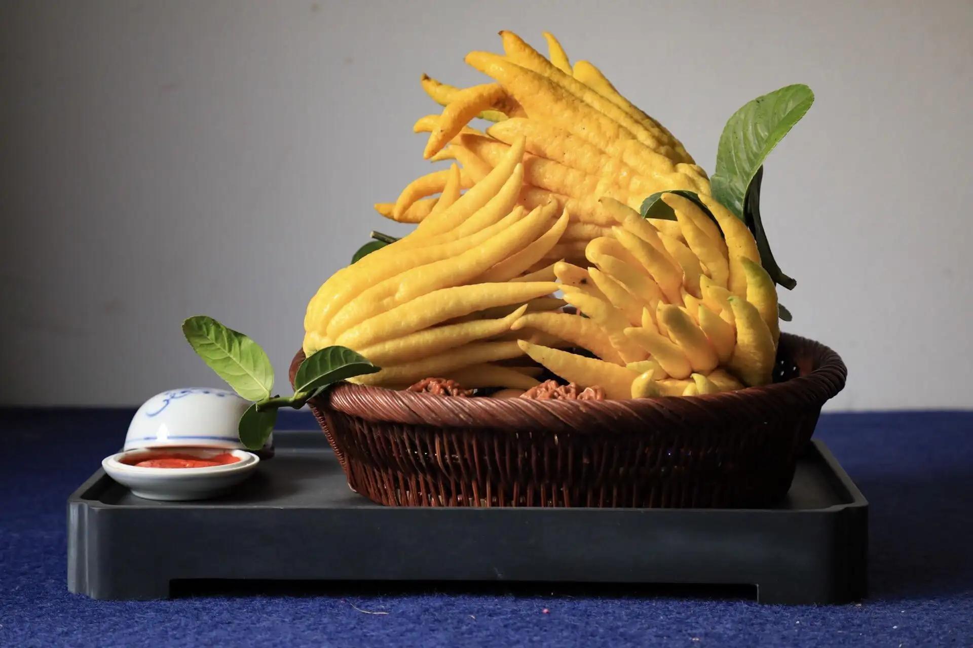 盆栽黄金树的寓意和象征,过年必备寓意好金钱树盆栽