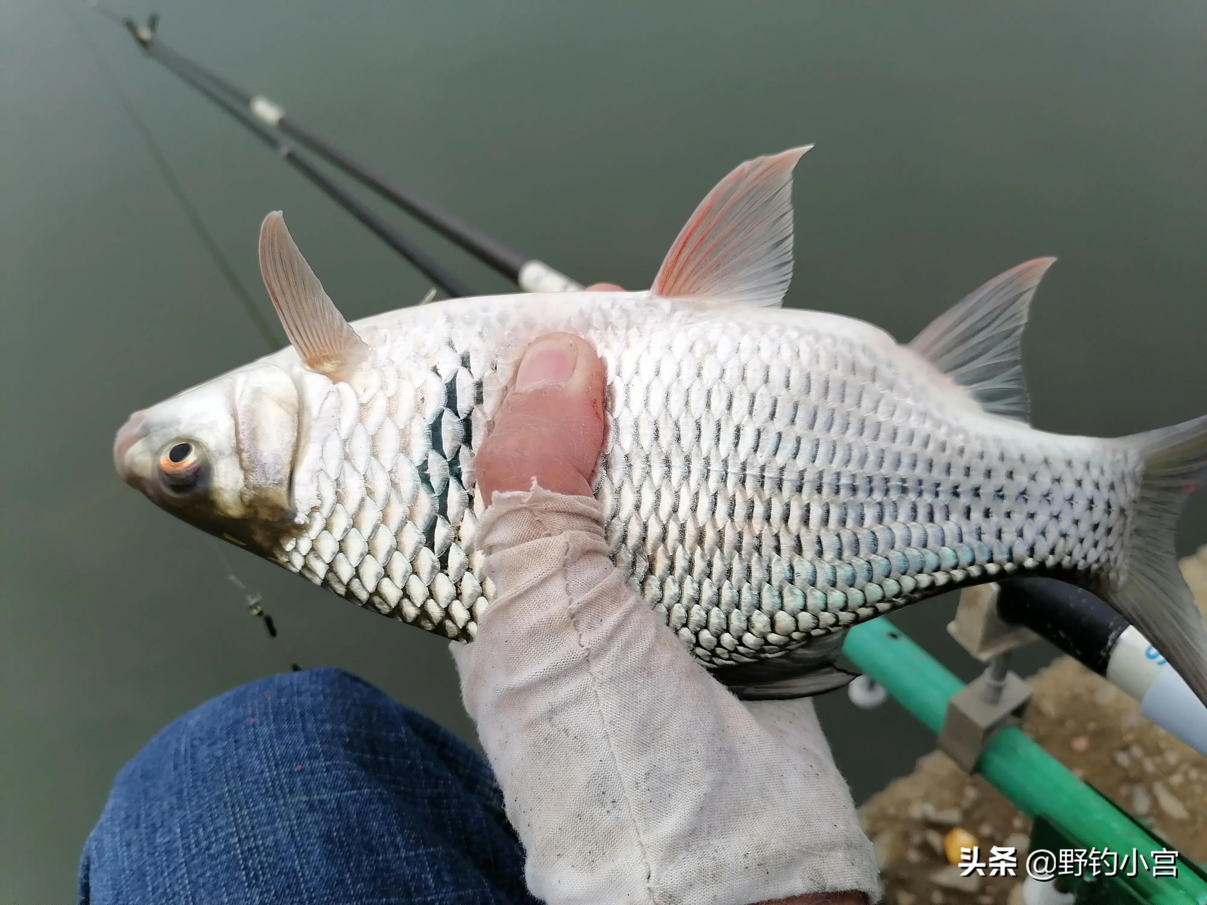 野钓半水调漂的正确方法与技巧,野钓通用半水调漂法