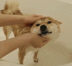 狗狗毛发稀疏是缺乏维生素吗,狗狗毛发少是基因问题