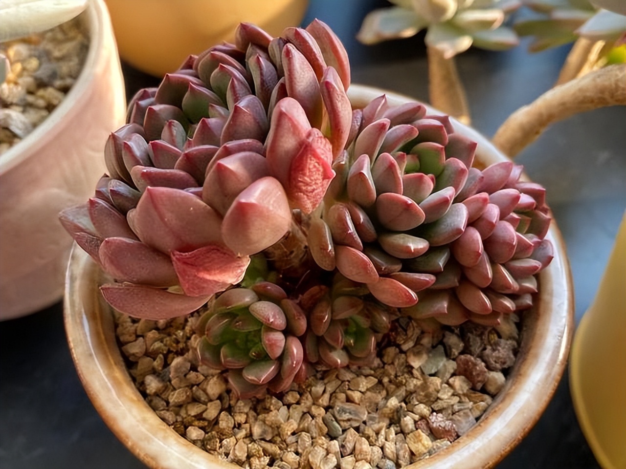 多肉红宝石夏季多长时间浇一次水,多肉红宝石徒长