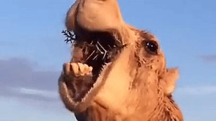 骆驼的身体部位结构,骆驼奇特的身体结构