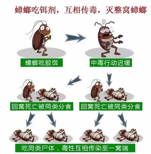 房间有蟑螂怎么彻底解决,房间有蟑螂怎么快速解决