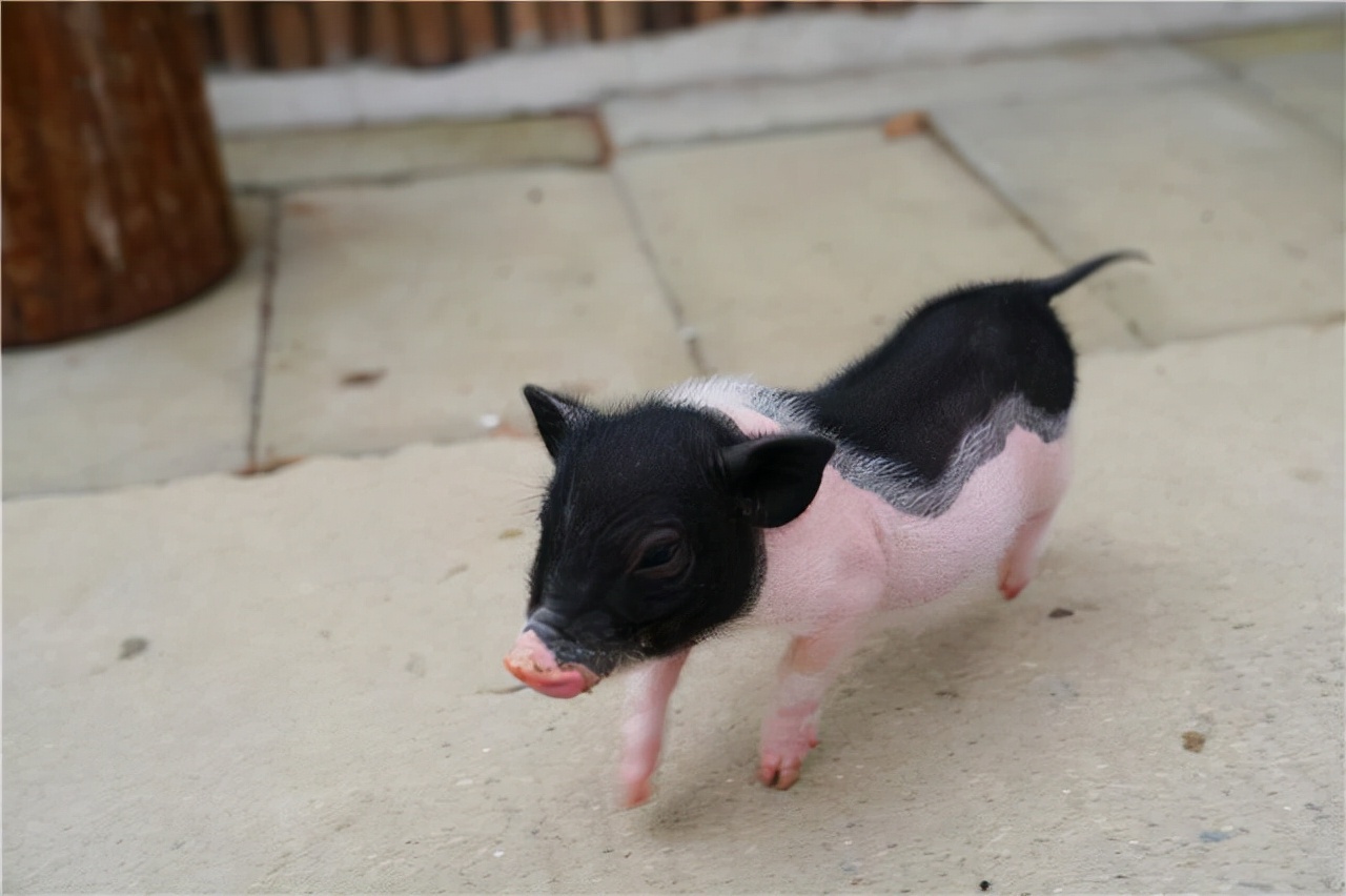 苏州东太湖游玩攻略,新年苏州旅游攻略三天两夜