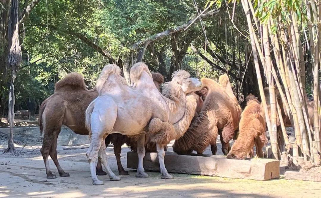 广州长隆野生动物园全部动物,广州长隆野生动物园所有动物介绍