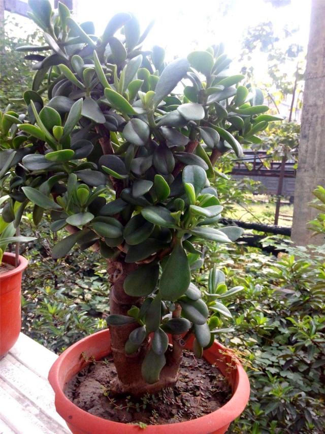 切割6类“多肉”要戴手套，植物汁液“有毒”，容易过敏，小心养