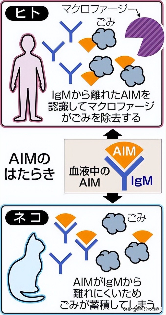 猫的寿命有望突破30岁,让猫咪寿命延长至30余年的疫苗