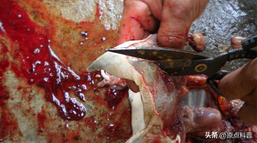 日本100种奇葩美食,日本八大奇葩美食