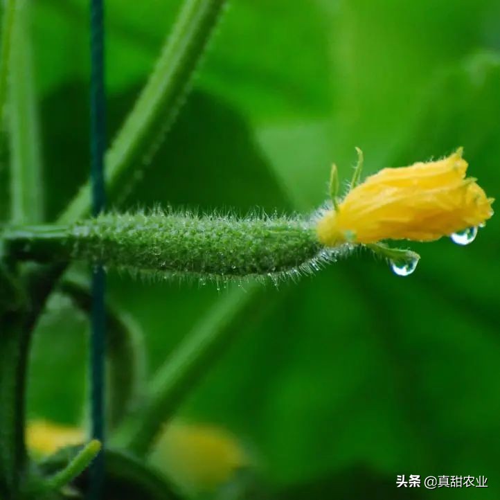 菜价整体保持回升,个别品种出现逆行;机会存在,困难也在