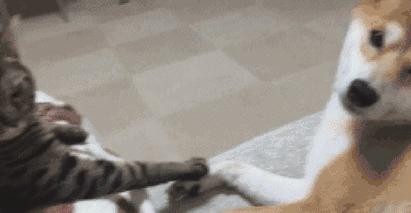 狗狗老是扒拉我怎么回事,狗狗用手老是扒拉主人啥意思