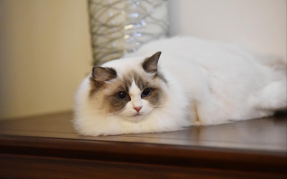 金渐层和布偶猫哪个好,布偶猫和金渐层杂交出来的猫