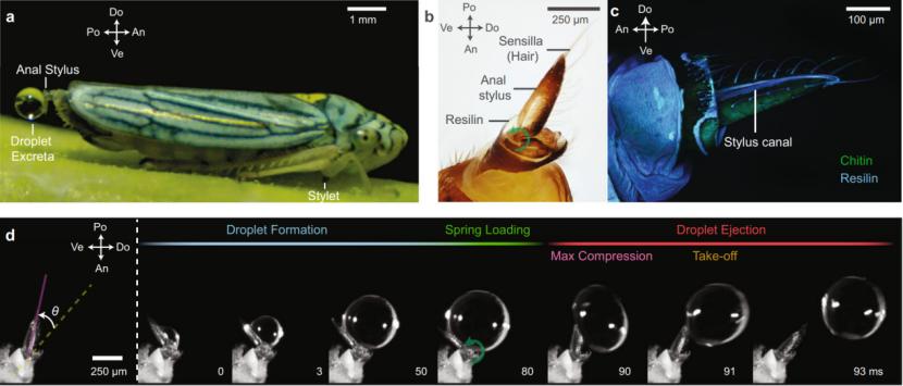 它赖以生存的“弹尿”技巧，甚至能用于发射宇宙飞船