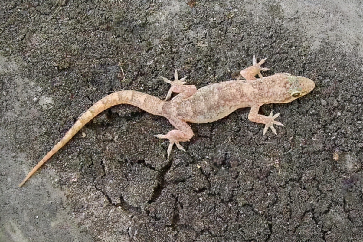 五毒有壁虎还是蜘蛛,五毒为什么是壁虎而不是蜘蛛